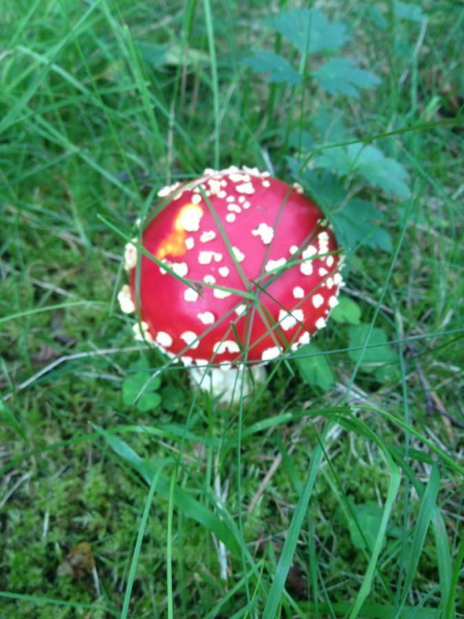 Moekki Etelaeranta Villa Mikkeli Esterno foto